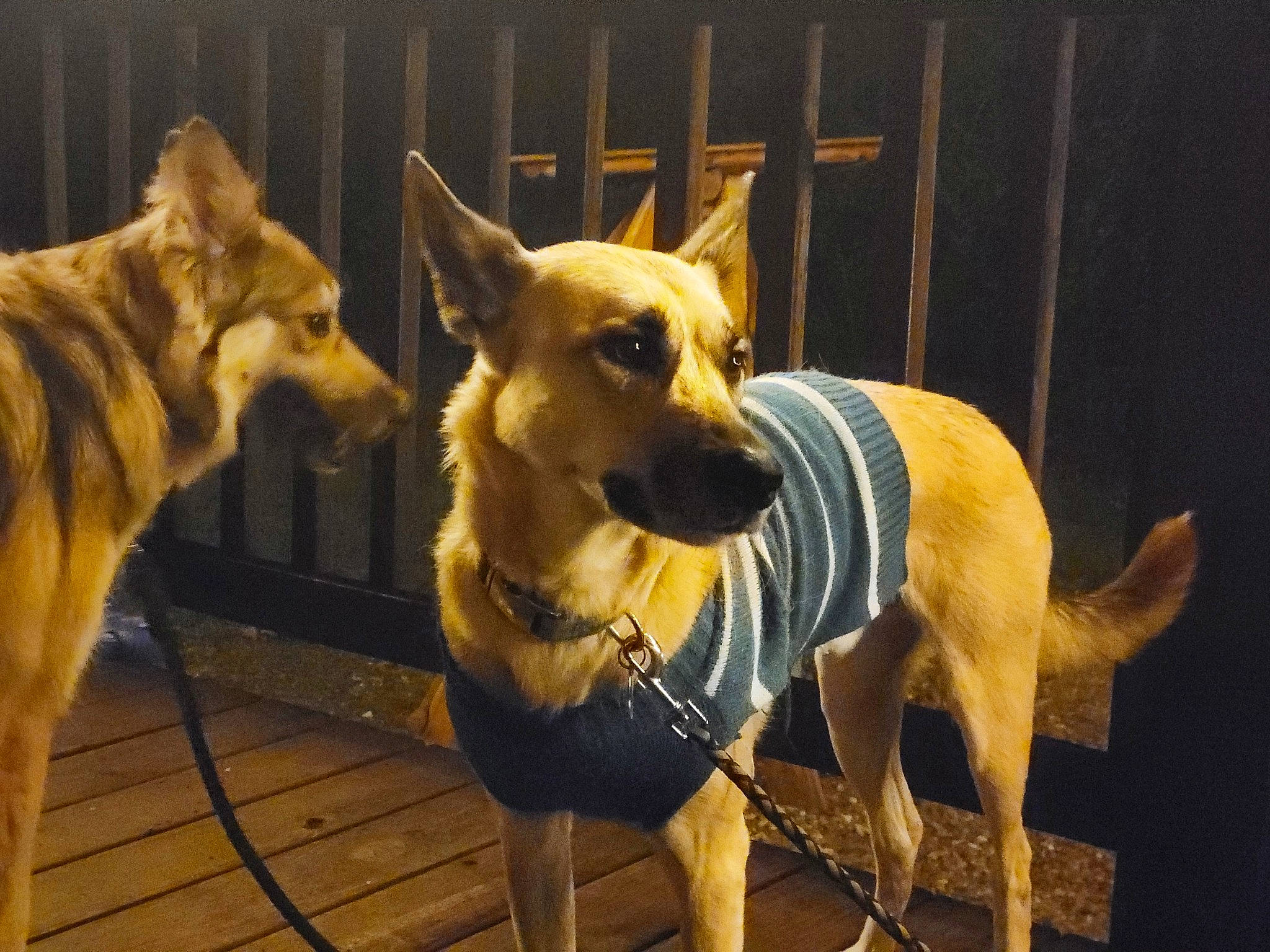 Stitch is registered to the contest to win money with this photo: canidae, carnivore, collar, companion_dog, dog, dog_breed, dog_collar, dog_supply, fawn, guard_dog, herding_dog, paw, pet_supply, snout, sporting_group, tail, whiskers, wood, working_animal, working_dog