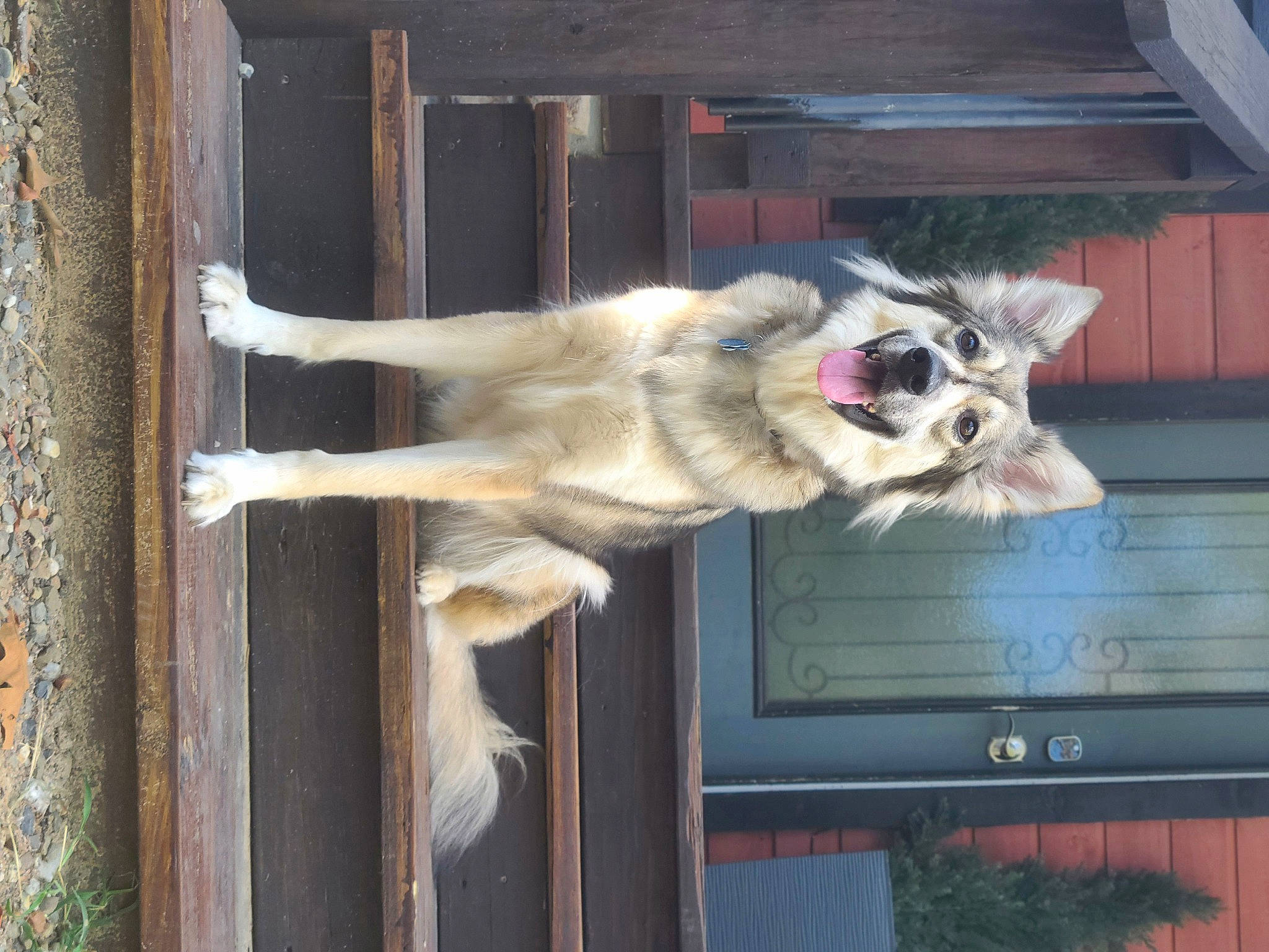 Luna is registered to the contest to win money with this photo: ancient_dog_breeds, canidae, carnivore, companion_dog, dog, dog_breed, dog_supply, fawn, fur, giant_dog_breed, non_sporting_group, pet_supply, sporting_group, tail, wood, working_animal, working_dog