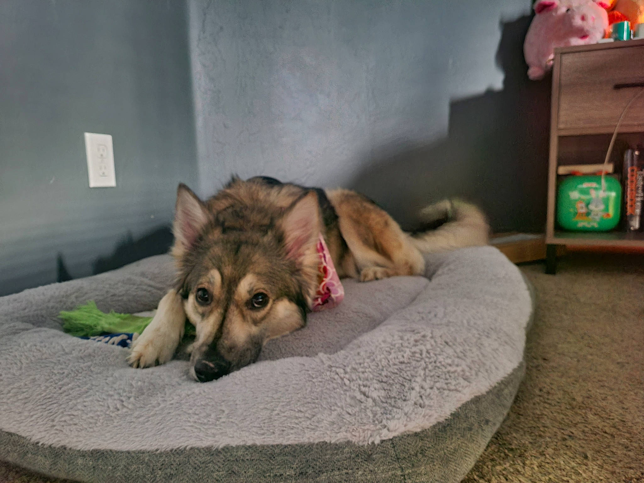 Luna joined the competition — help win amazing prizes! bookcase, canis, carnivore, comfort, companion_dog, dog, dog_breed, dog_supply, east_european_shepherd, fawn, flooring, fur, german_shepherd_dog, herding_dog, king_shepherd, nightstand, room, shelf, shelving, terrestrial_animal