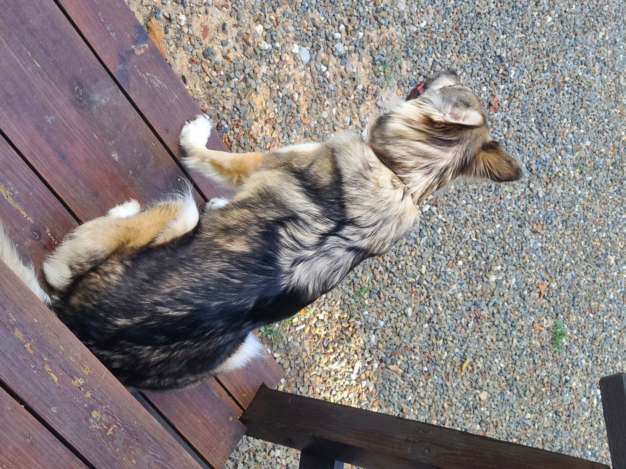 Luna is registered to the contest to win money with this photo: asphalt, canidae, carnivore, cat, claw, dog_breed, domestic_short_haired_cat, felidae, foot, fur, grass, paw, road_surface, shadow, small_to_medium_sized_cats, sporting_group, tail, terrestrial_animal, whiskers, wood