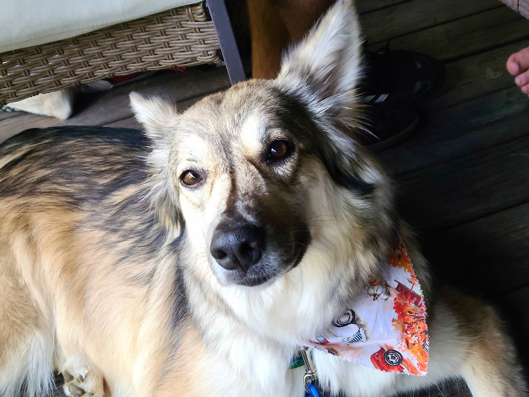 Luna is registered to the contest to win money with this photo: ancient_dog_breeds, canidae, carnivore, collar, companion_dog, dog, dog_breed, east_european_shepherd, fawn, fur, herding_dog, snout, sporting_group, terrestrial_animal, whiskers, working_animal, working_dog