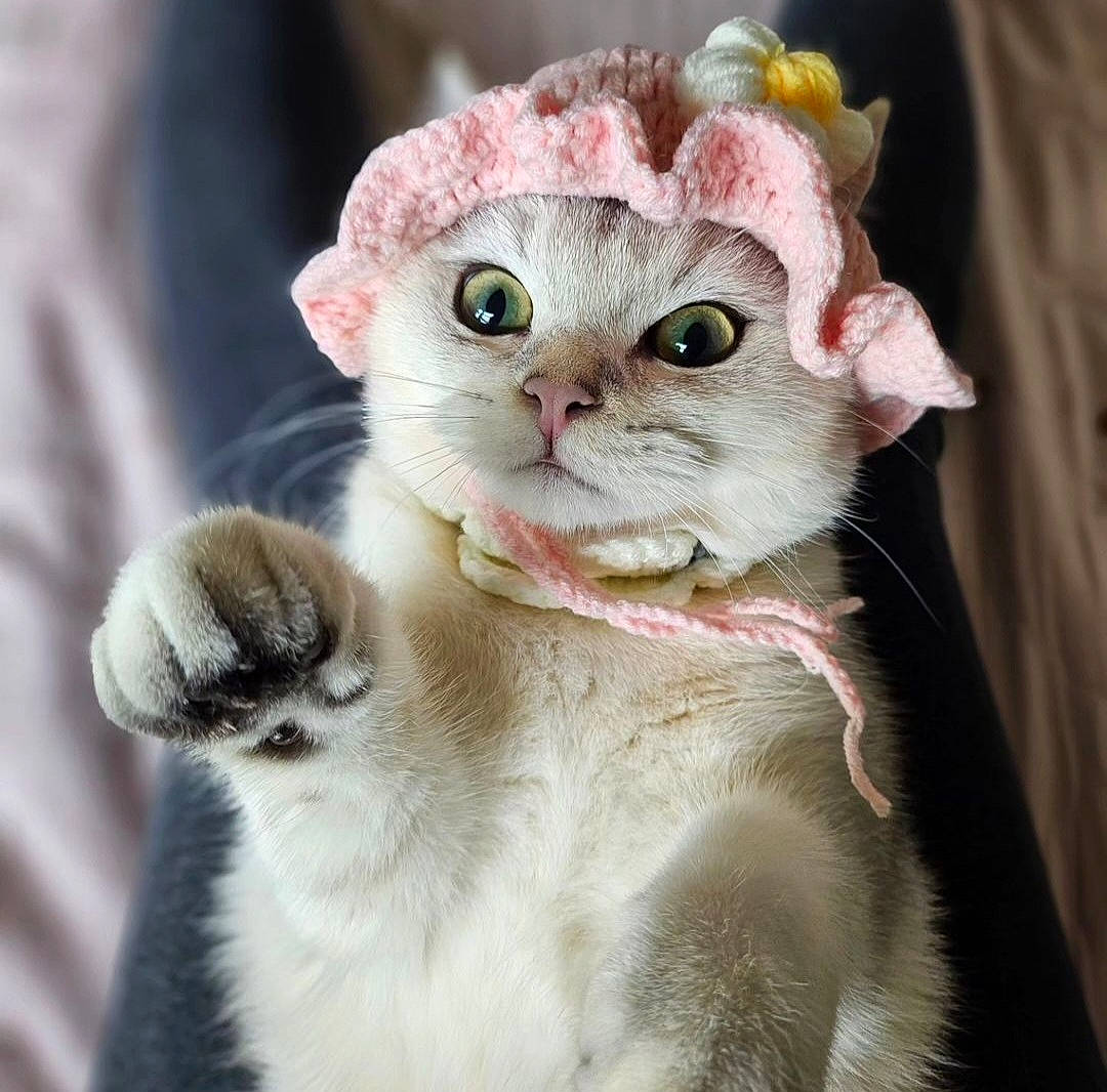 Cotton is registered to the contest to win money with this photo: carnivore, cat, close_up, domestic_short_haired_cat, eye, eyelash, fawn, felidae, flower, fur, paw, petal, photo_caption, plant, small_to_medium_sized_cats, snout, tail, tie, whiskers