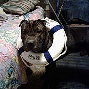 Jackson is registered to the contest to win money with this photo: dog, black_dog, life_preserver, indoor, bed, quilt, patchwork, blanket, furniture, carpet, animal, pet, canine, living_room, stripe, text, fabric, comfort, domestic, household