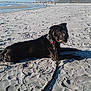 Jackson joined the competition — help win amazing prizes! dog, black_dog, beach, sand, ocean, leash, collar, sunny, outdoor, relaxed, pet, animal, coast, water, sky, footprints, building, vacation, daytime, canine