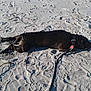 Jackson is registered to the contest to win money with this photo: dog, black_dog, sand, leash, collar, outdoor, animal, resting, lying_down, pet, sunlight, texture, ground, canine, relaxation, daytime, shadow, nature, beach, quiet