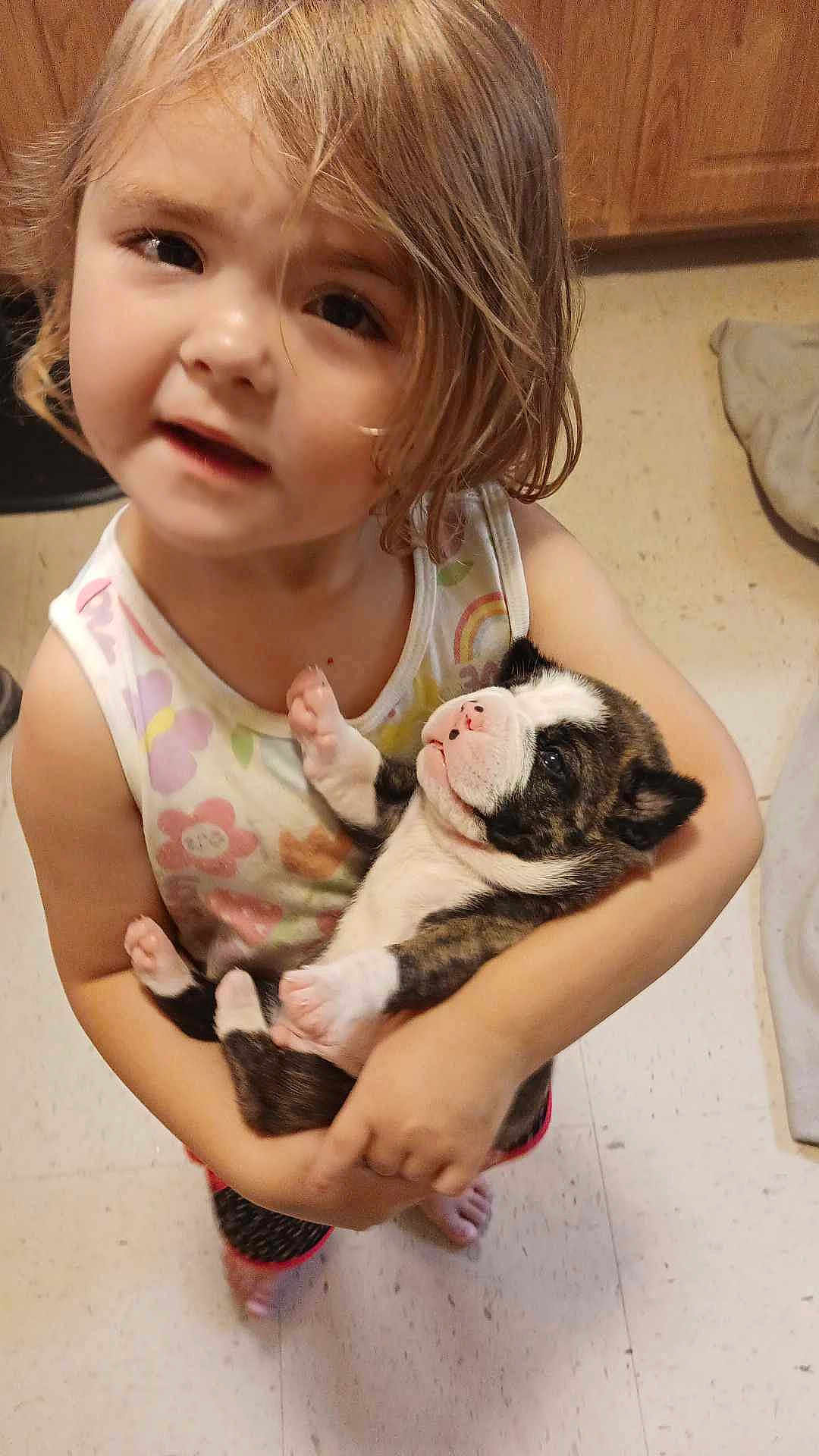 Allison is registered to the contest to win money with this photo: toddler, child, puppy, dog, pet, indoor, floor, kitchen, cabinet, curly_hair, holding, cute, young, animal, person, looking_up, white, brown, black, casual