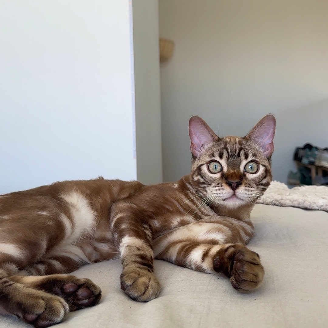 Mohré a rejoint le concours — aidez-le/la à gagner de superbes lots ! alert, animal, bed, bengal_cat, cat, comfort, cute, domestic_cat, ears, feline, fur_pattern, green_eyes, indoor, looking, lying_down, paws, pet, relaxed, resting, whiskers