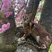 Mohré participe au concours pour gagner de l'argent avec cette photo : adventure, animal, background, bark, cat, climbing, closeup, curious, daylight, feline, greenery, leaves, moss, nature, outdoor, pet, pink_blossoms, spring, tree, wildlife