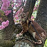 adventure, animal, background, bark, cat, climbing, closeup, curious, daylight, feline, greenery, leaves, moss, nature, outdoor, pet, pink_blossoms, spring, tree, wildlife