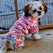 Izzy Marie is registered to the contest to win money with this photo: animal, brown_and_white, clothing, concrete_floor, costume, cozy, cute, dog, fluffy, furry, looking_back, mesh_fence, outdoor, pet, pink_onesie, puppy, sitting, small_dog, stars, unicorn_pattern