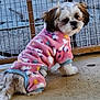 animal, brown_and_white, clothing, concrete_floor, costume, cozy, cute, dog, fluffy, furry, looking_back, mesh_fence, outdoor, pet, pink_onesie, puppy, sitting, small_dog, stars, unicorn_pattern