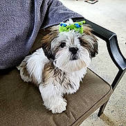 Izzy Marie is registered to the contest to win money with this photo: dog, puppy, bow, cute, fluffy, pet, indoor, chair, cushion, fur, small_dog, white_fur, brown_fur, black_nose, animal, looking_up, domestic_animal, companion, adorable, pet_accessory