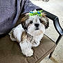 dog, puppy, bow, cute, fluffy, pet, indoor, chair, cushion, fur, small_dog, white_fur, brown_fur, black_nose, animal, looking_up, domestic_animal, companion, adorable, pet_accessory