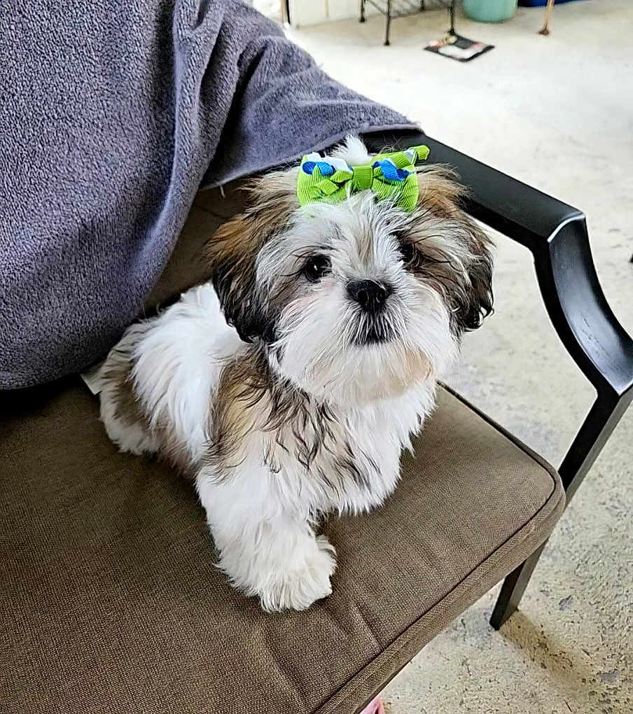 Izzy Marie is registered to the contest to win money with this photo: dog, puppy, bow, cute, fluffy, pet, indoor, chair, cushion, fur, small_dog, white_fur, brown_fur, black_nose, animal, looking_up, domestic_animal, companion, adorable, pet_accessory