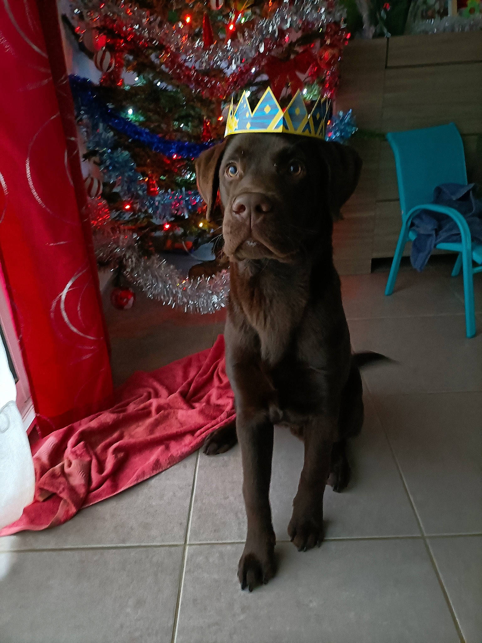 Thanos participe au concours pour gagner de l'argent avec cette photo : art, carnivore, chair, christmas_tree, companion_dog, costume_hat, dog, dog_breed, event, fawn, felidae, hat, liver, party_hat, sculpture, small_to_medium_sized_cats, sporting_group, toy_dog, whiskers, working_animal