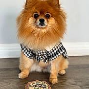 Lulu is registered to the contest to win money with this photo: dog, pomeranian, birthday_cake, cake, pet_clothing, floor, indoor, brown_fur, fluffy, animal, small_dog, celebration, treats, white_wall, wood_floor, sitting, looking_at_camera, cute, pet, party