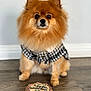 dog, pomeranian, birthday_cake, cake, pet_clothing, floor, indoor, brown_fur, fluffy, animal, small_dog, celebration, treats, white_wall, wood_floor, sitting, looking_at_camera, cute, pet, party