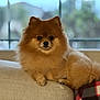 Lulu joined the competition — help win amazing prizes! dog, pomeranian, fluffy, pet, couch, indoor, window, blurred_background, animal, canine, fur, cute, small_dog, relaxed, domestic, living_room, cozy, brown, portrait, companion