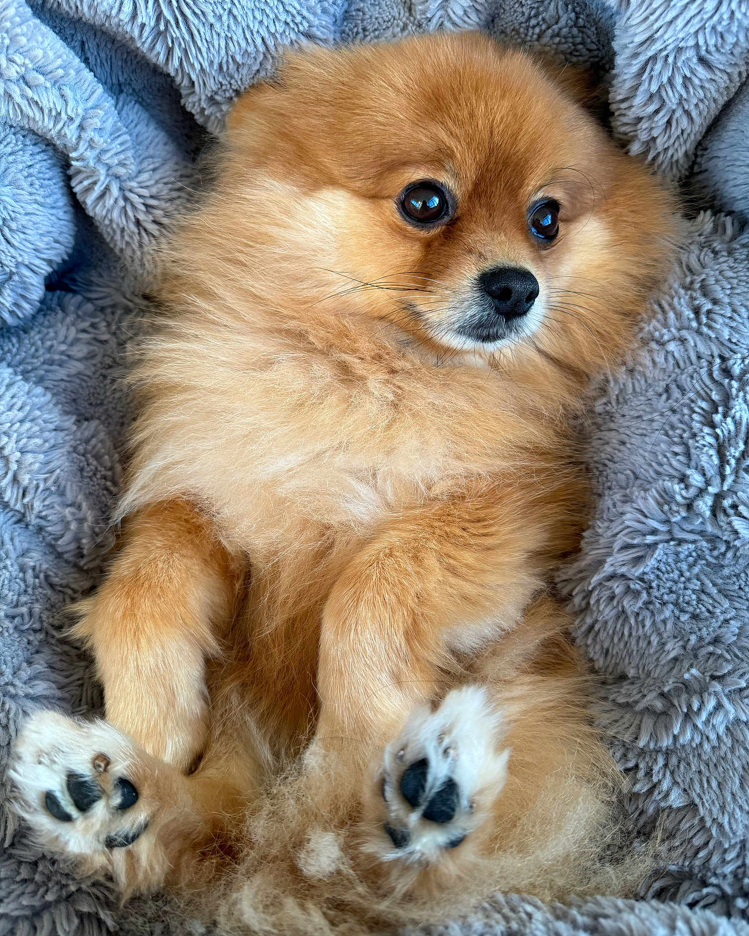 Lulu joined the competition — help win amazing prizes! dog, pomeranian, fluffy, pet, paws, fur, cute, animal, portrait, close_up, cozy, blanket, soft, resting, indoors, small_dog, mammal, companion, cute_pet, relaxing