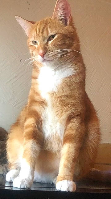 Minou a rejoint le concours — aidez-le/la à gagner de superbes lots ! carnivore, cat, claw, domestic_short_haired_cat, fawn, felidae, fur, paw, small_to_medium_sized_cats, snout, tail, terrestrial_animal, whiskers, wood