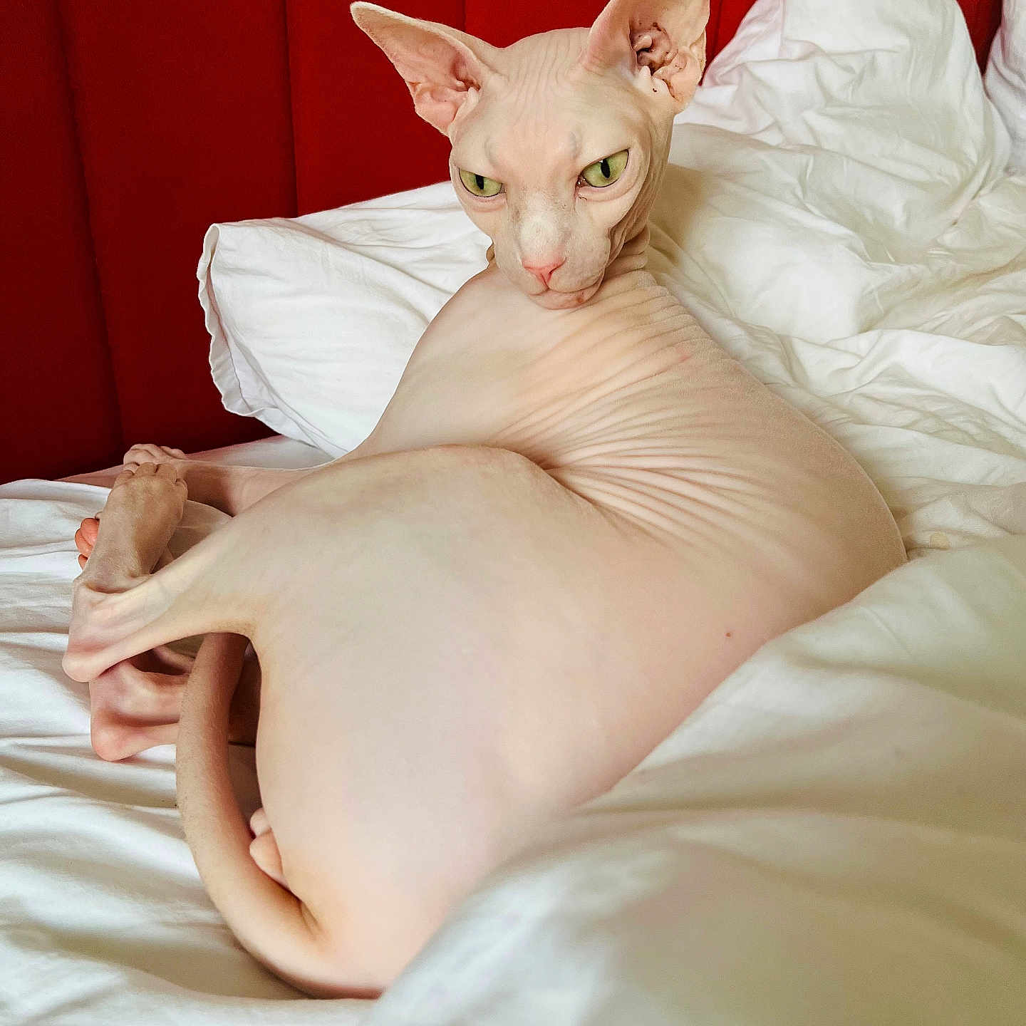 Hadrien a rejoint le concours — aidez-le/la à gagner de superbes lots ! abyssinian, animal, baby, back, bed, bedroom, blanket, bodypart, cat, cushion, finger, furniture, hand, heel, homedecor, indoors, kitten, person, pet, room