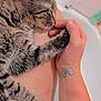 Little Foot joined the competition — help win amazing prizes! cat, tabby, pet, animal, fur, whiskers, human_hand, tattoo, skin, affection, cuddle, close_up, domestic, indoor, comfort, relaxation, bathroom, personal_care, nurture, companionship