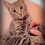 Little Foot is registered to the contest to win money with this photo: cat, tabby, pet, animal, fur, striped, cute, eyes, whiskers, ears, human_hand, cuddle, comfort, closeup, indoor, soft_light, relaxation, companion, friendship, domestic