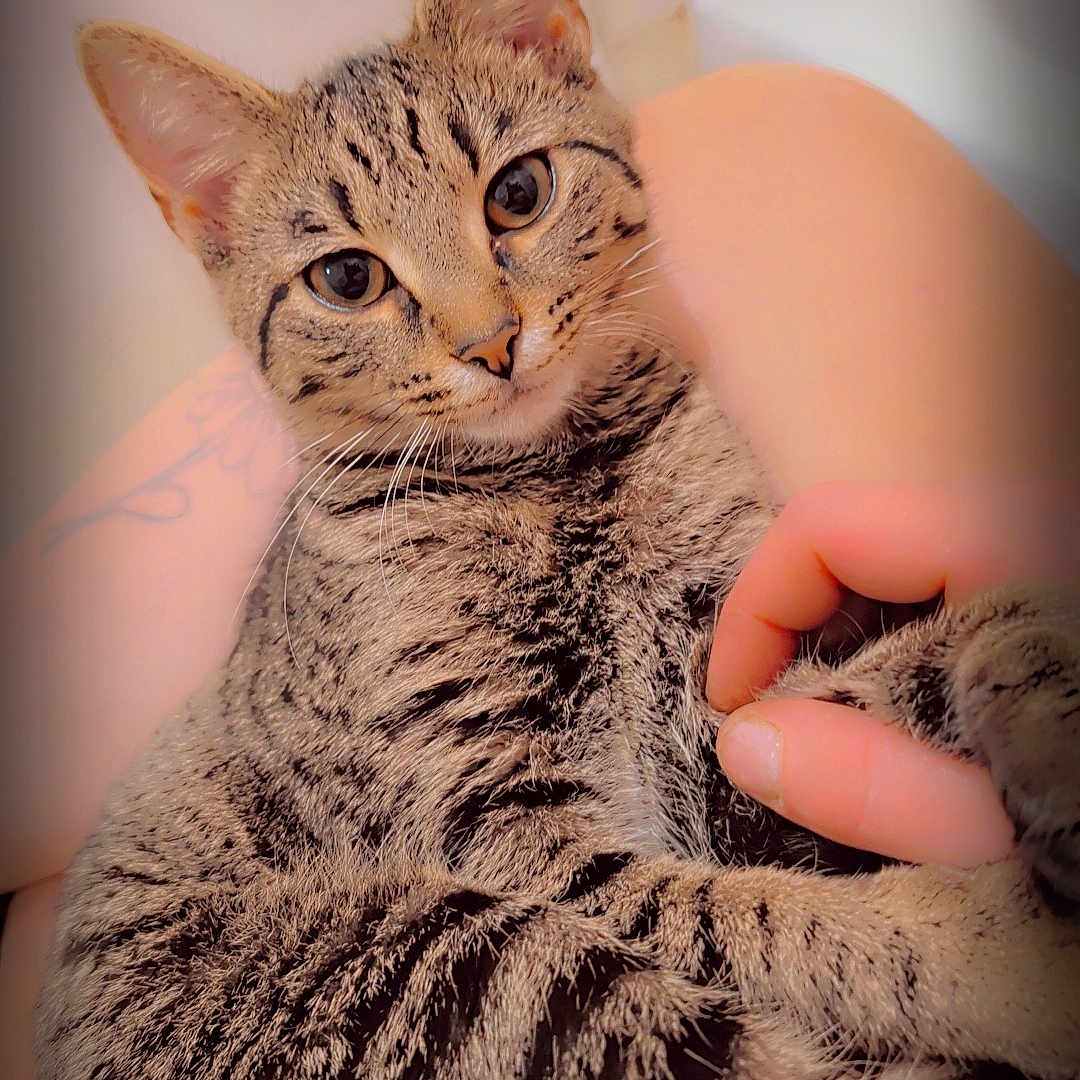 Little Foot is registered to the contest to win money with this photo: animal, cat, closeup, comfort, companion, cuddle, cute, domestic, ears, eyes, friendship, fur, human_hand, indoor, pet, relaxation, soft_light, striped, tabby, whiskers