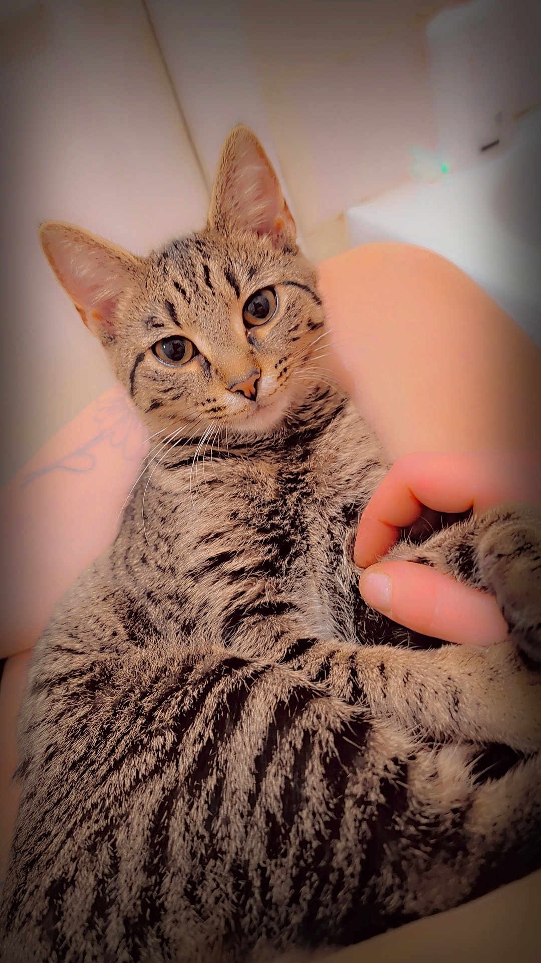 Little Foot is registered to the contest to win money with this photo: cat, tabby, pet, animal, fur, striped, cute, eyes, whiskers, ears, human_hand, cuddle, comfort, closeup, indoor, soft_light, relaxation, companion, friendship, domestic
