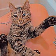 Little Foot is registered to the contest to win money with this photo: cat, tabby, paw, pet, animal, feline, cute, indoor, relaxed, curious, whiskers, ears, fur, claws, sitting, looking, playful, home, orange_background, closeup