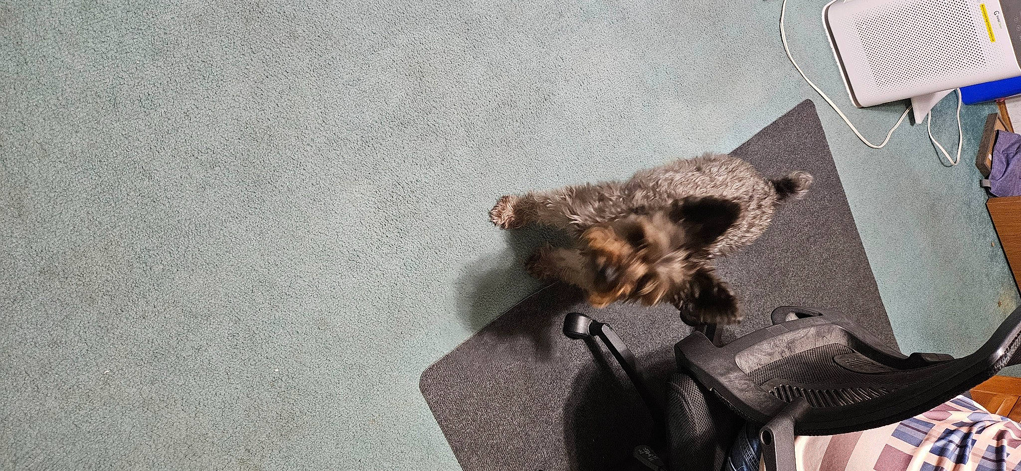 Gunner is registered to the contest to win money with this photo: asphalt, bat, bird, canidae, carnivore, claw, domestic_short_haired_cat, felidae, flooring, fur, glove, grey, paw, road_surface, small_to_medium_sized_cats, tail, whiskers, wildlife, wing, wood