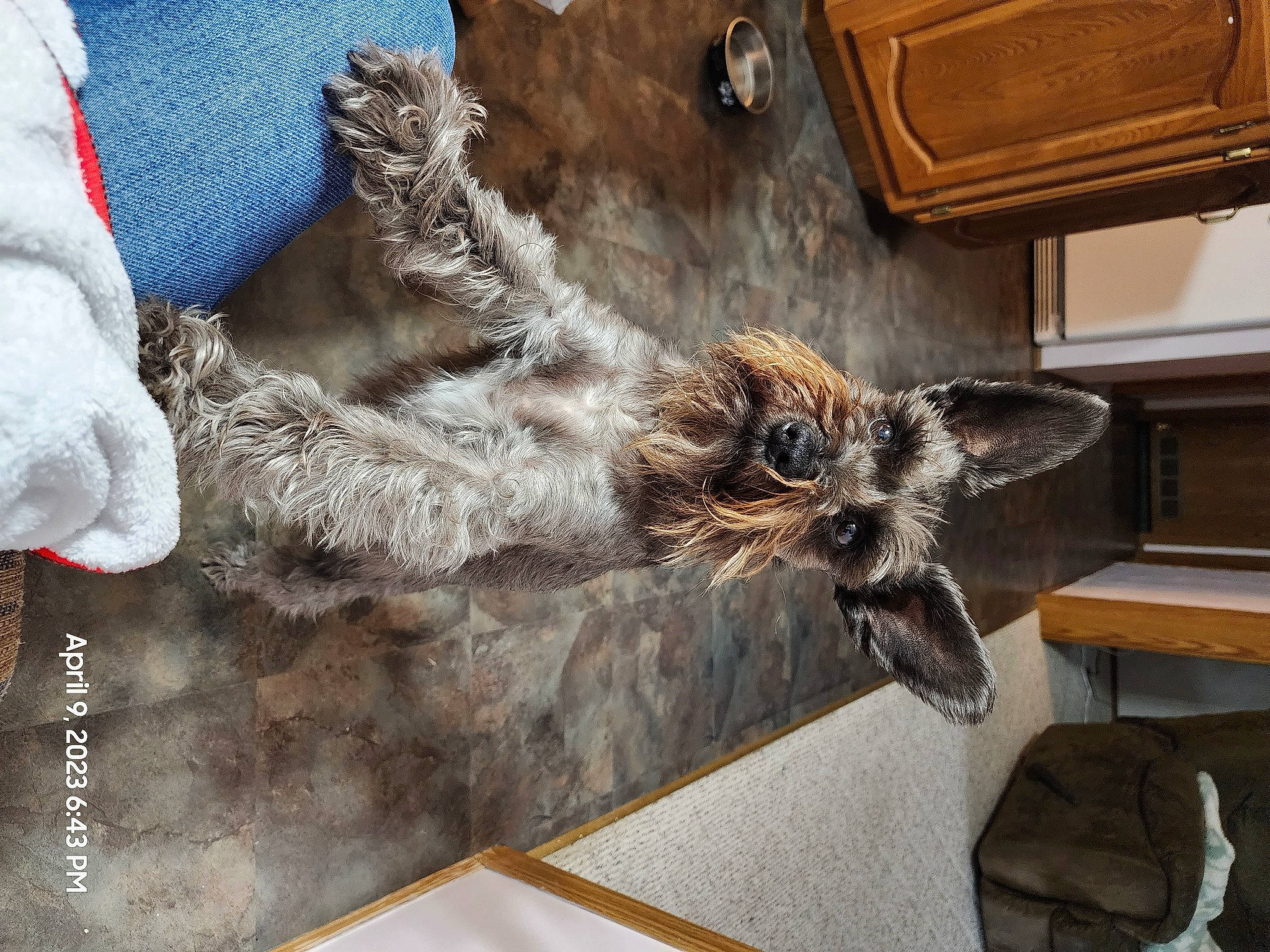 Gunner joined the competition — help win amazing prizes! canidae, carnivore, claw, comfort, companion_dog, dog_breed, felidae, fur, hardwood, metal, paw, small_to_medium_sized_cats, sporting_group, tail, terrestrial_animal, whiskers, wood