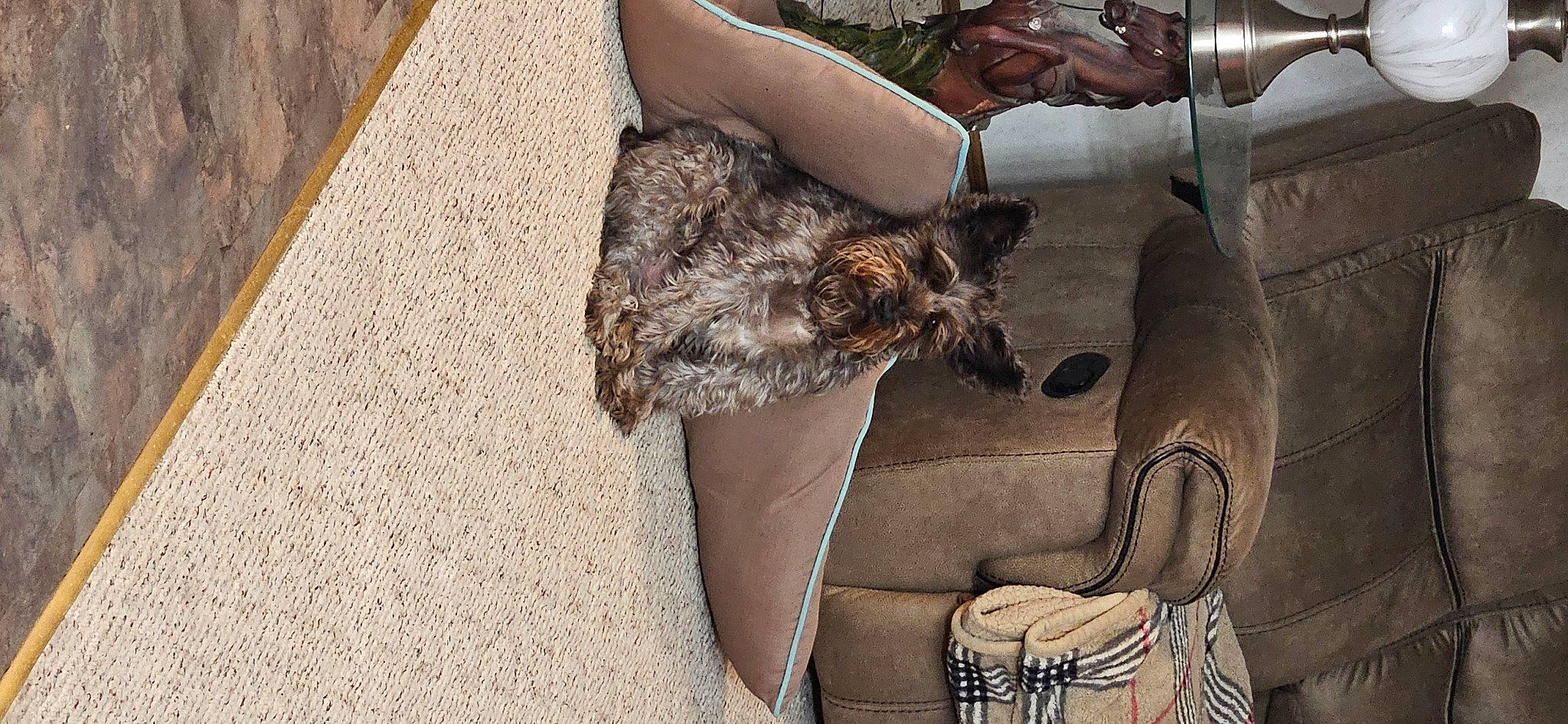 Gunner is registered to the contest to win money with this photo: carnivore, comfort, companion_dog, dog, dog_breed, dress, fawn, felidae, flooring, foot, fur, human_leg, knee, leg, long_hair, sandal, sitting, sporting_group, thigh, wood