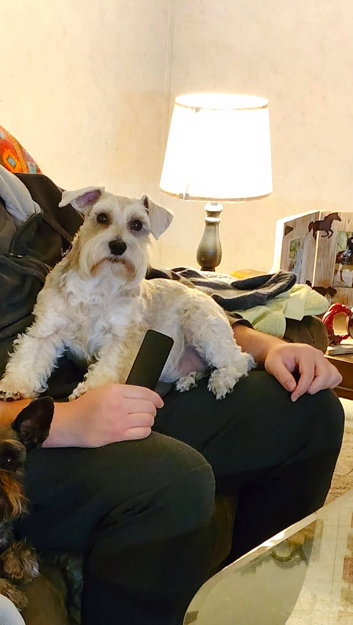 Roxy joined the competition — help win amazing prizes! bag, bichon, canidae, carnivore, comfort, companion_dog, dog, dog_breed, dog_clothes, dog_supply, eyewear, fur, lamp, lampshade, sitting, small_terrier, sporting_group, sunglasses, terrier, toy_dog