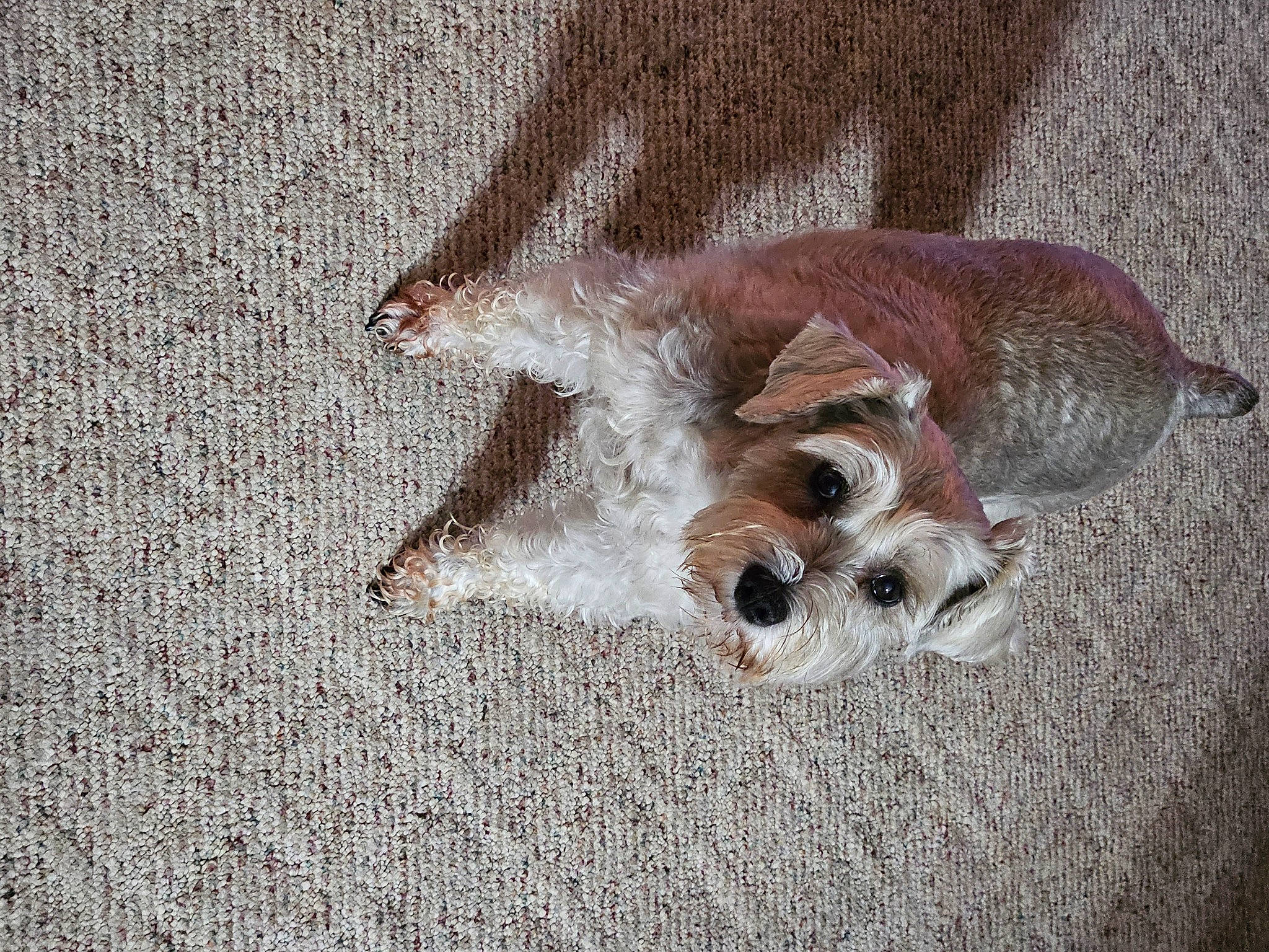 Roxy is registered to the contest to win money with this photo: canidae, carnivore, claw, companion_dog, dog, dog_breed, fawn, foot, fur, liver, non_sporting_group, paw, sporting_group, tail, terrestrial_animal, toy_dog, whiskers, working_animal