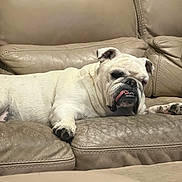 Ladybug joined the competition — help win amazing prizes! bulldog, dog, pet, couch, leather, indoor, relaxed, tongue_out, animal, resting, home, furniture, canine, companion, cute, domestic, living_room, seated, wrinkled_face, paw