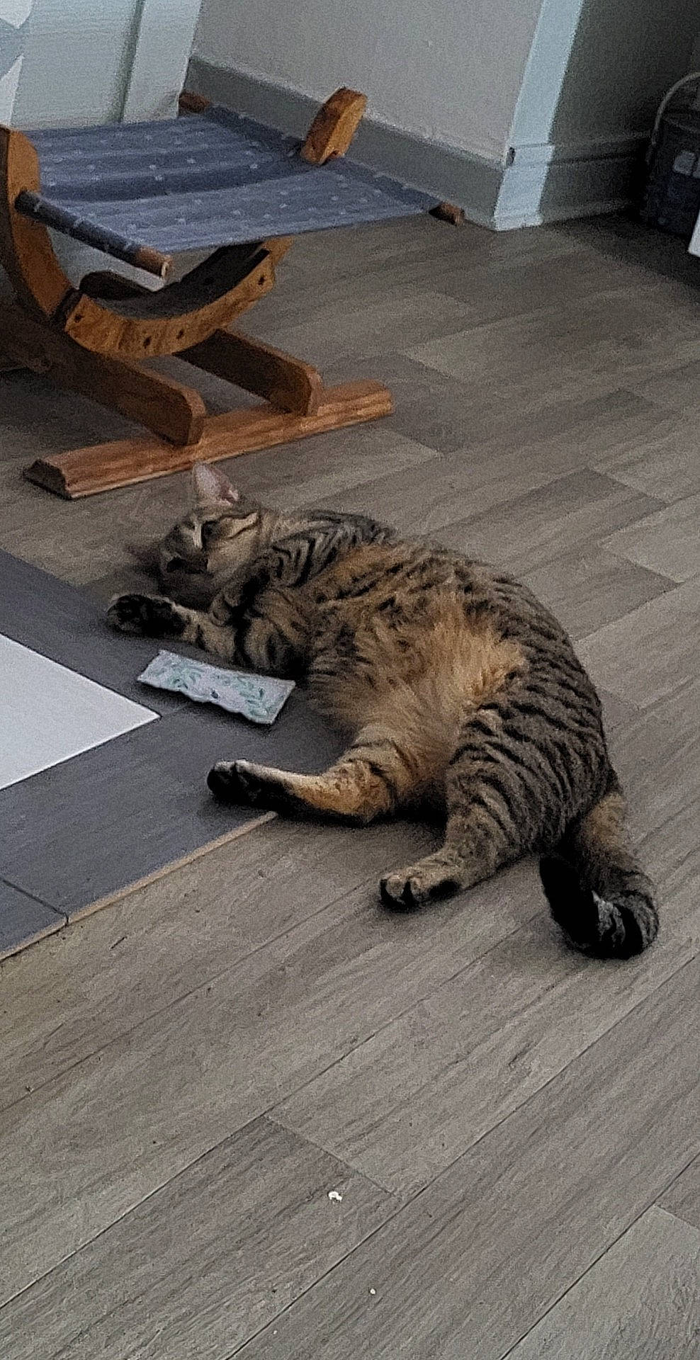 Gribouille a rejoint le concours — aidez-le/la à gagner de superbes lots ! big_cats, carnivore, cat, claw, domestic_short_haired_cat, felidae, floor, flooring, fur, hardwood, paw, road_surface, sitting, small_to_medium_sized_cats, snout, tail, terrestrial_animal, whiskers, wildlife, wood