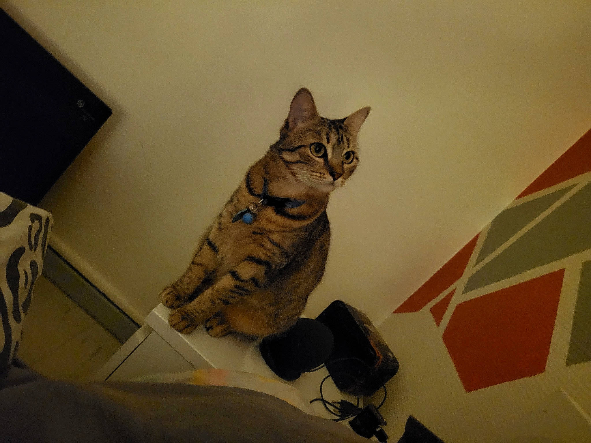 Gribouille participe au concours pour gagner de l'argent avec cette photo : art, carnivore, cat, chair, comfort, domestic_short_haired_cat, fawn, felidae, flooring, fur, grey, leg, paw, room, sitting, small_to_medium_sized_cats, tail, visual_arts, whiskers, wood