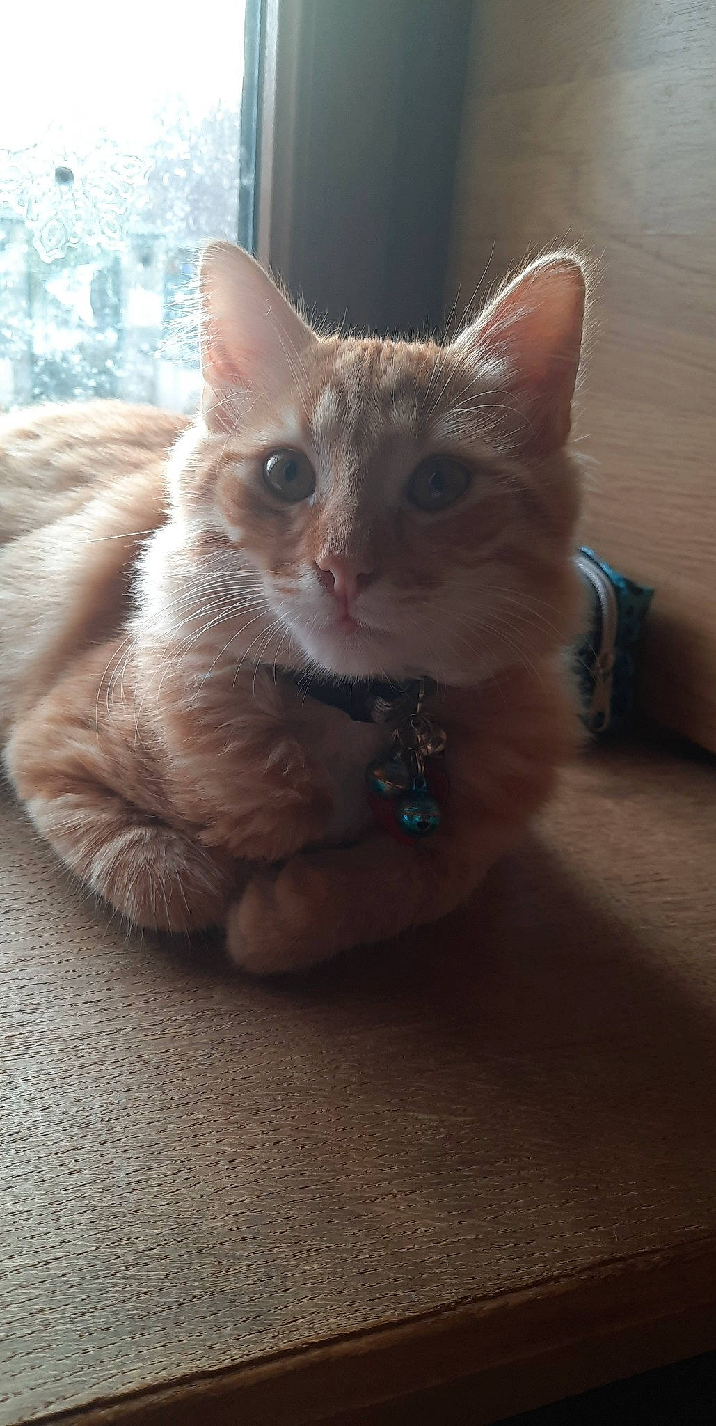 Garfiel participe au concours pour gagner de l'argent avec cette photo : carnivore, cat, claw, domestic_short_haired_cat, fawn, felidae, fur, iris, paw, small_to_medium_sized_cats, snout, tail, whiskers, window