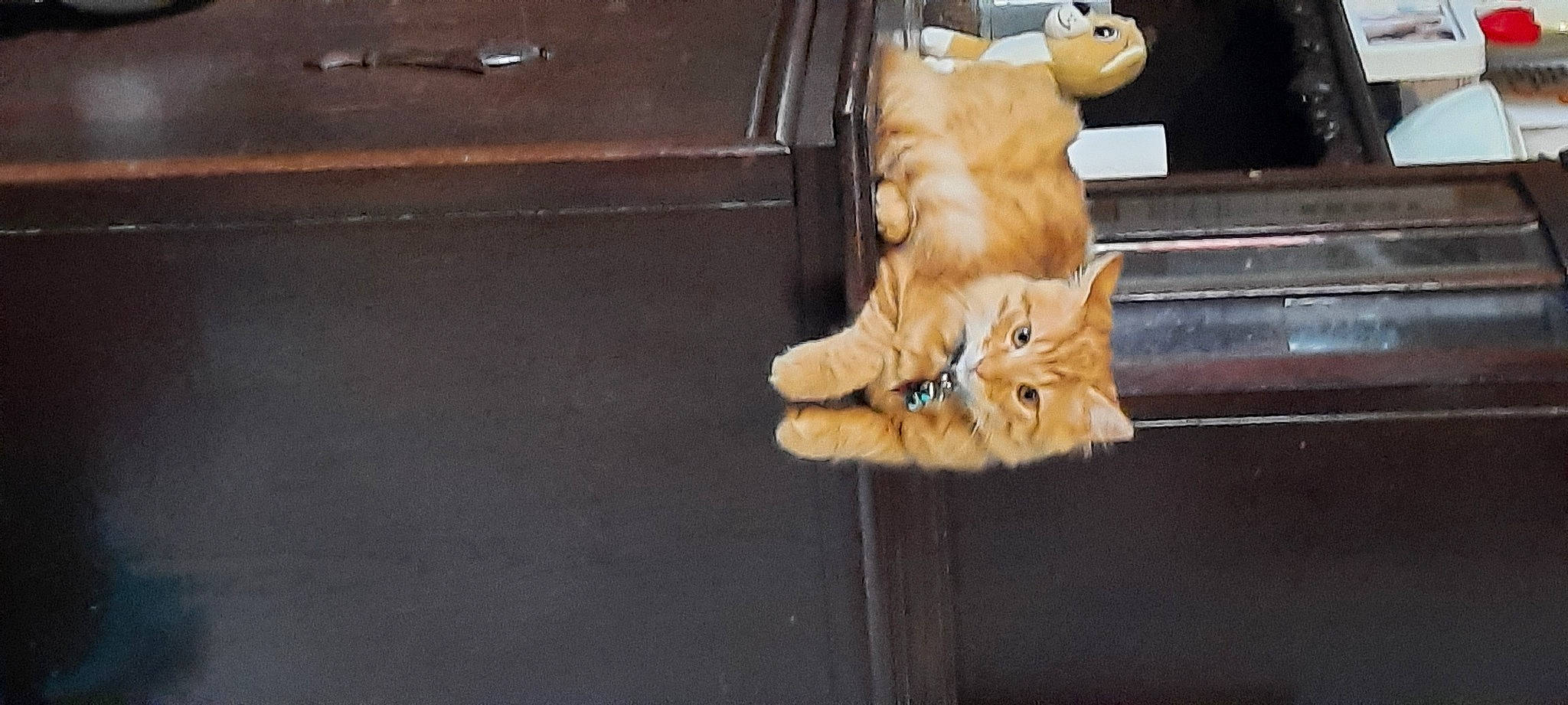 Garfiel a rejoint le concours — aidez-le/la à gagner de superbes lots ! automotive_lighting, carnivore, cat, claw, domestic_short_haired_cat, eye, fawn, felidae, flooring, fur, hardwood, mammal, paw, small_to_medium_sized_cats, snout, tail, vertebrate, whiskers, window, wood