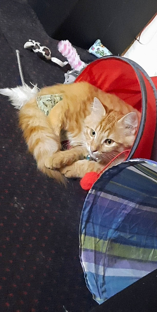 Garfiel a rejoint le concours — aidez-le/la à gagner de superbes lots ! bag, baggage, carnivore, cat, comfort, domestic_short_haired_cat, fashion_accessory, fawn, felidae, fur, hat, linens, luggage_and_bags, paw, plaid, small_to_medium_sized_cats, snout, tail, tartan, whiskers