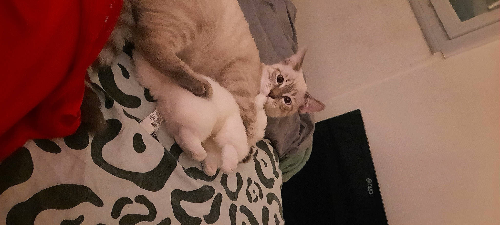 Olaf a rejoint le concours — aidez-le/la à gagner de superbes lots ! art, beard, carnivore, cat, comfort, domestic_short_haired_cat, eyelash, felidae, finger, fur, gesture, mouth, nail, neck, pattern, paw, small_to_medium_sized_cats, visual_arts, whiskers, wrinkle