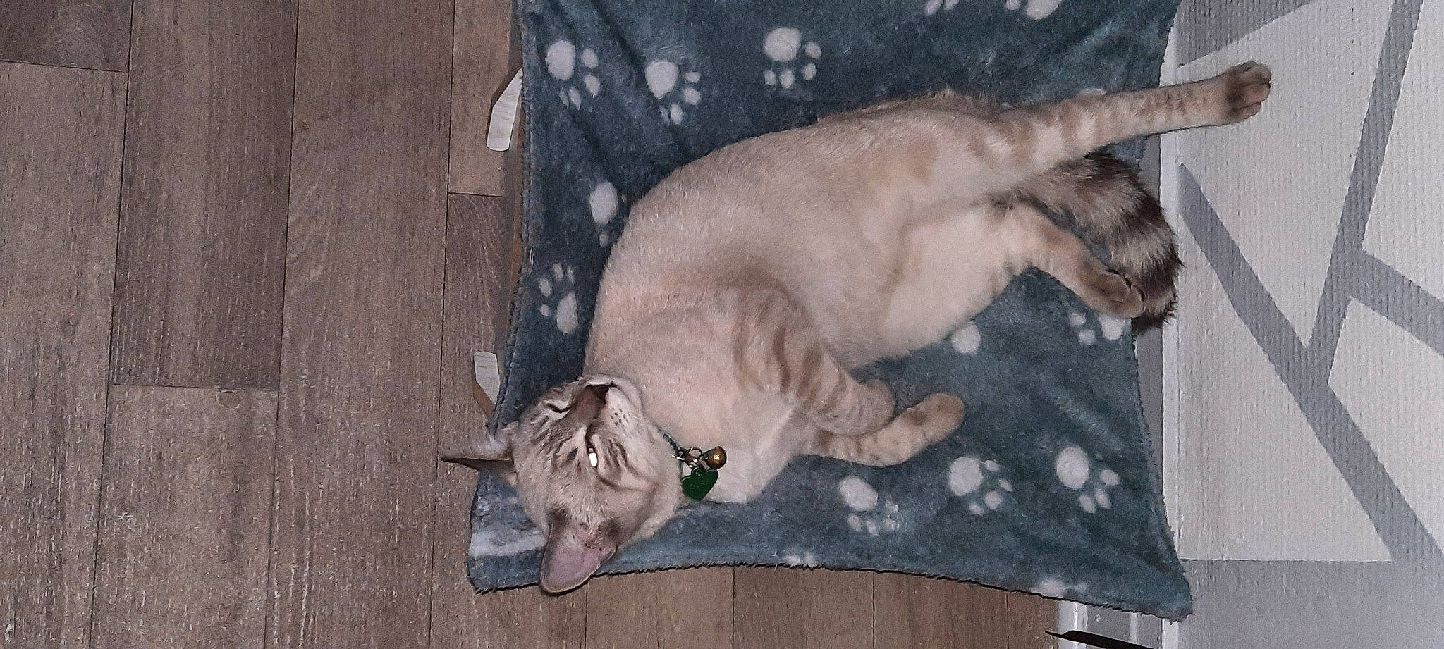 Olaf participe au concours pour gagner de l'argent avec cette photo : art, carnivore, cat, cat_bed, domestic_short_haired_cat, fawn, felidae, fur, mammal, nap, paw, siamese, small_to_medium_sized_cats, snout, tail, terrestrial_animal, vertebrate, whiskers, wood, working_animal