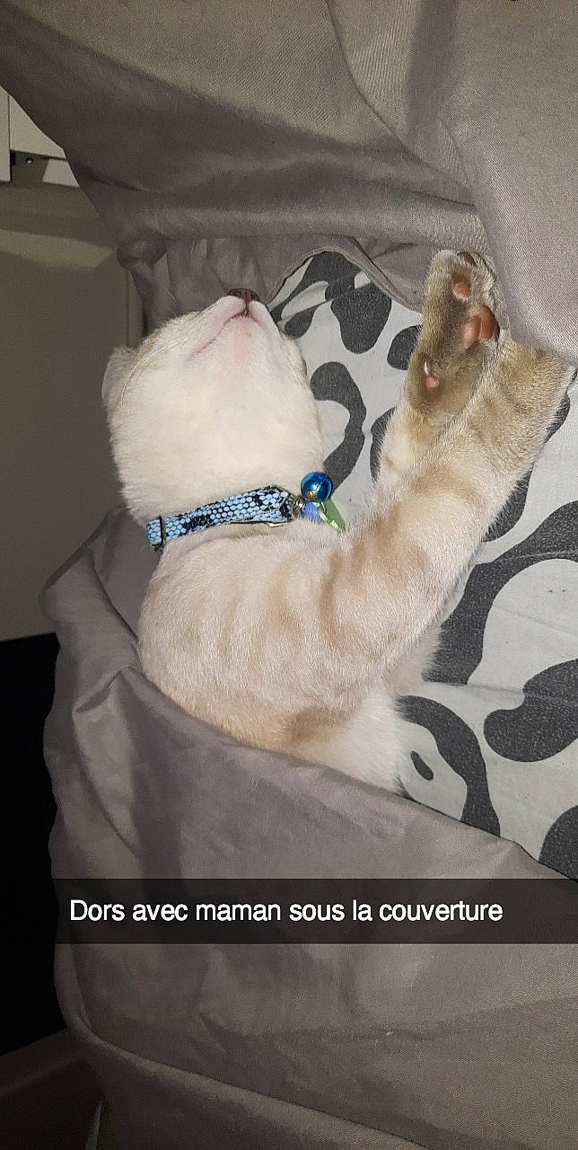 Olaf participe au concours pour gagner de l'argent avec cette photo : canidae, carnivore, cat, collar, comfort, companion_dog, couch, dog, dog_breed, dog_supply, fawn, felidae, fur, linens, paw, pet_supply, small_to_medium_sized_cats, sporting_group, tail, whiskers