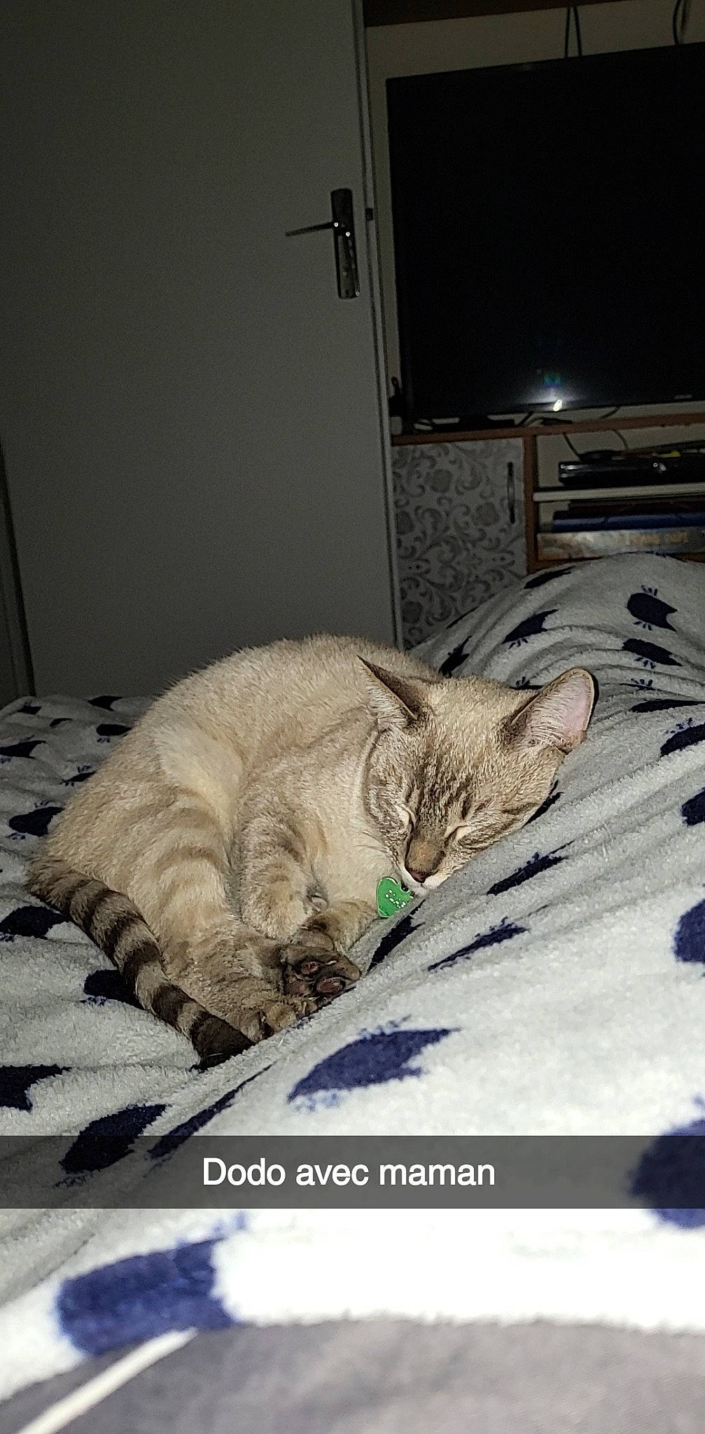 Olaf a rejoint le concours — aidez-le/la à gagner de superbes lots ! bed, bed_sheet, bedding, bedroom, carnivore, cat, comfort, domestic_short_haired_cat, duvet, felidae, flooring, fur, grey, linens, nap, room, small_to_medium_sized_cats, snout, tail, whiskers