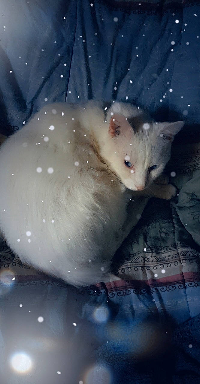 Flocon participe au concours pour gagner de l'argent avec cette photo : carnivore, cat, colorpoint_shorthair, ear, eye, fawn, felidae, fur, kitten, small_to_medium_sized_cats, snout, space, whiskers