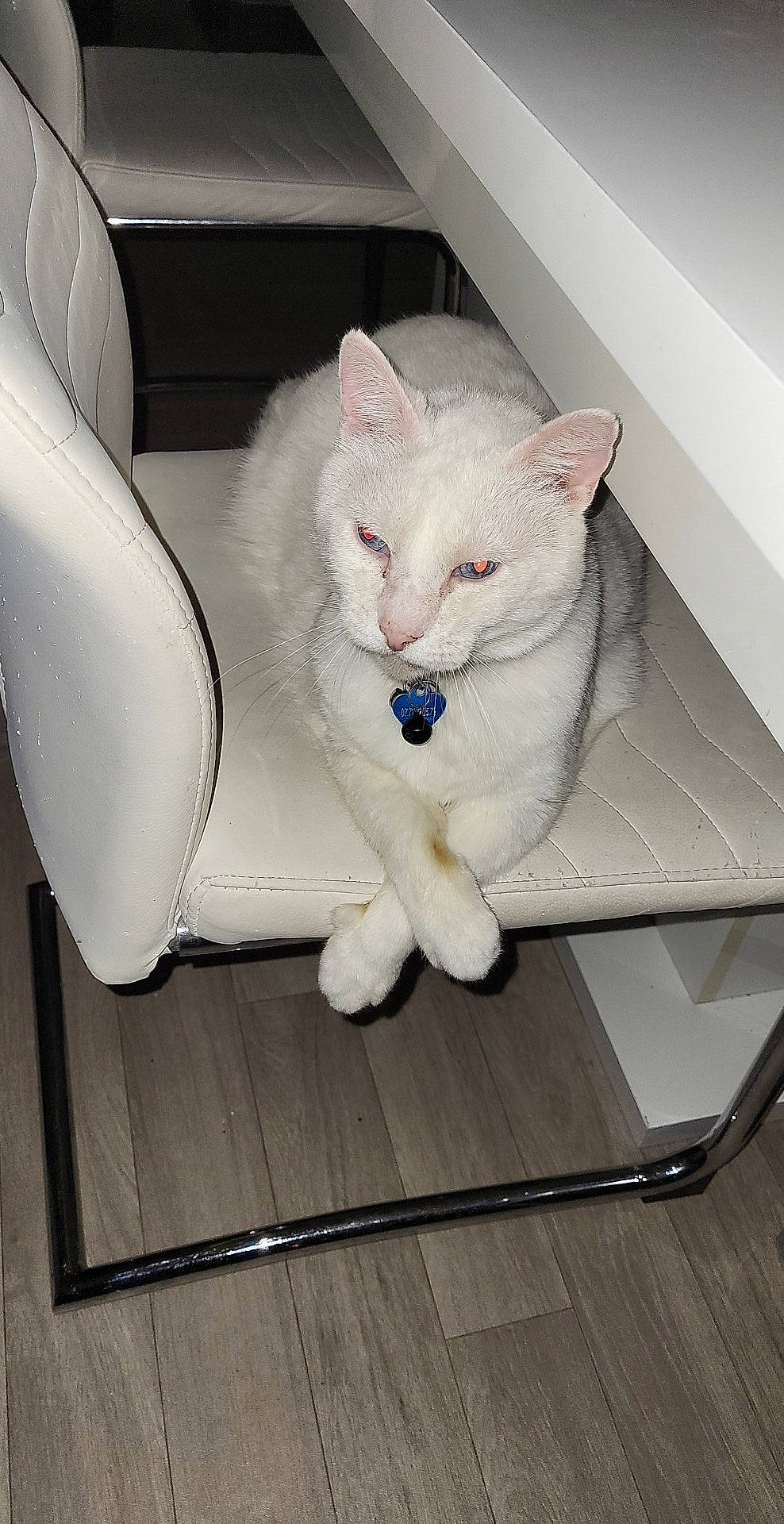 Flocon a rejoint le concours — aidez-le/la à gagner de superbes lots ! carnivore, cat, claw, comfort, domestic_short_haired_cat, fawn, felidae, flooring, fur, metal, paw, rectangle, sitting, small_to_medium_sized_cats, snout, tail, whiskers, wood