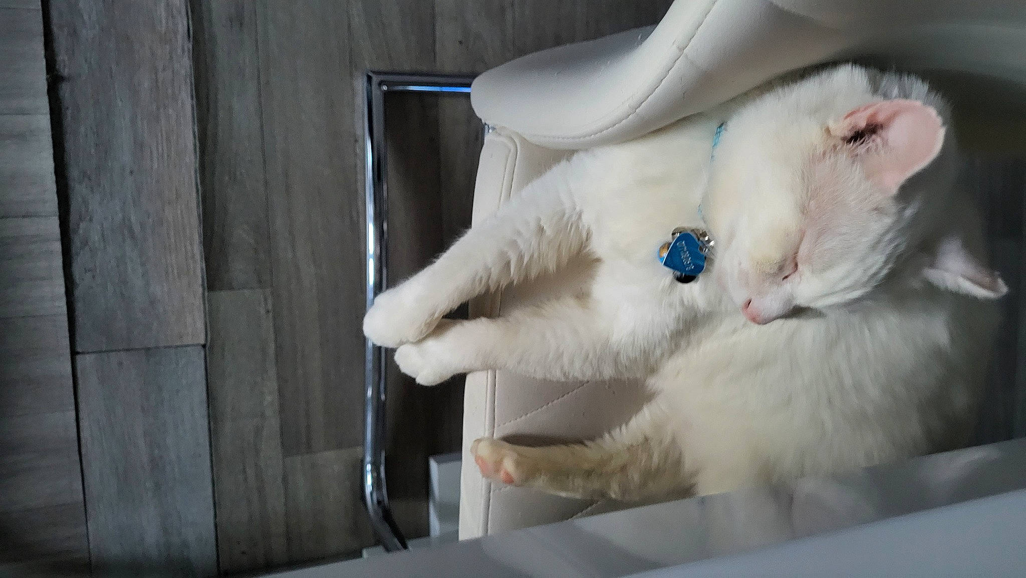 Flocon a rejoint le concours — aidez-le/la à gagner de superbes lots ! carnivore, cat, claw, comfort, eye, fawn, felidae, fur, natural_material, paw, small_to_medium_sized_cats, tail, whiskers