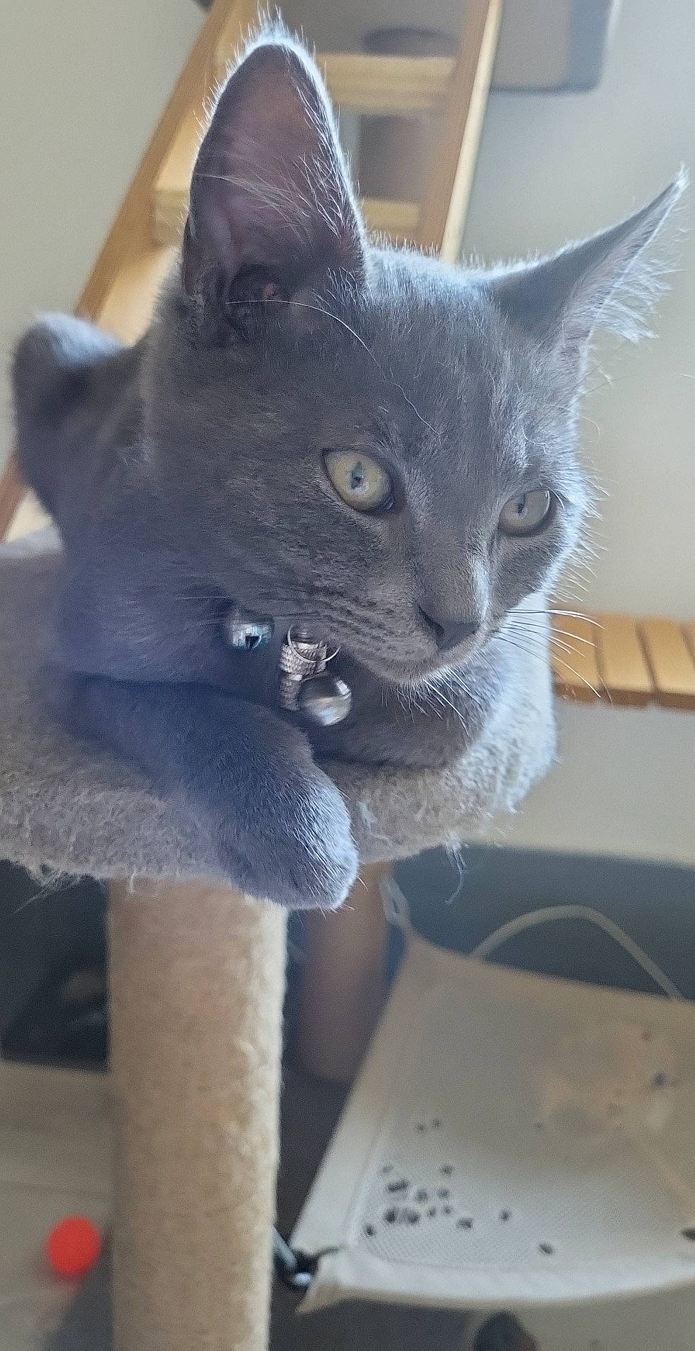 Pinocchio participe au concours pour gagner de l'argent avec cette photo : black_cat, carnivore, cat, cat_furniture, cat_supply, chartreux, domestic_short_haired_cat, felidae, fur, grey, russian_blue, small_to_medium_sized_cats, snout, tail, whiskers