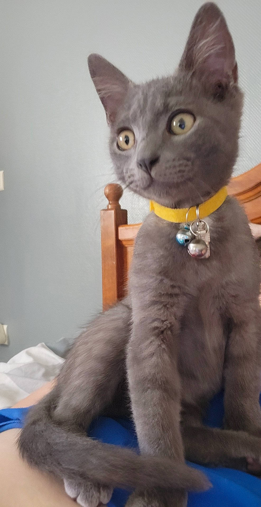 Pinocchio participe au concours pour gagner de l'argent avec cette photo : carnivore, cat, cat_supply, comfort, domestic_short_haired_cat, felidae, fur, grey, mammal, pet_supply, russian_blue, small_to_medium_sized_cats, snout, tail, whiskers